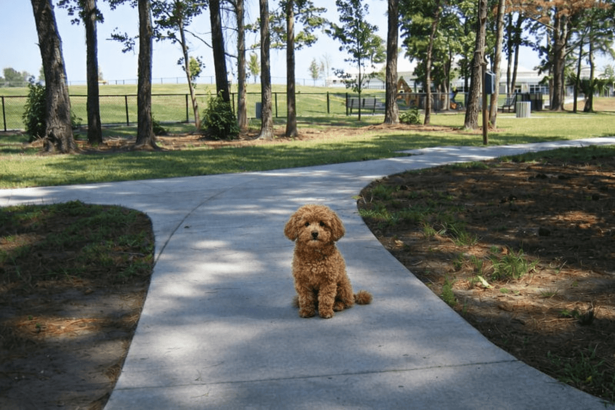 Myrtle Beach Dog Parks Directory | Off-Leash Parks, Maps & Local Guides